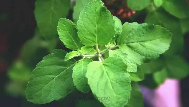 Tulsi